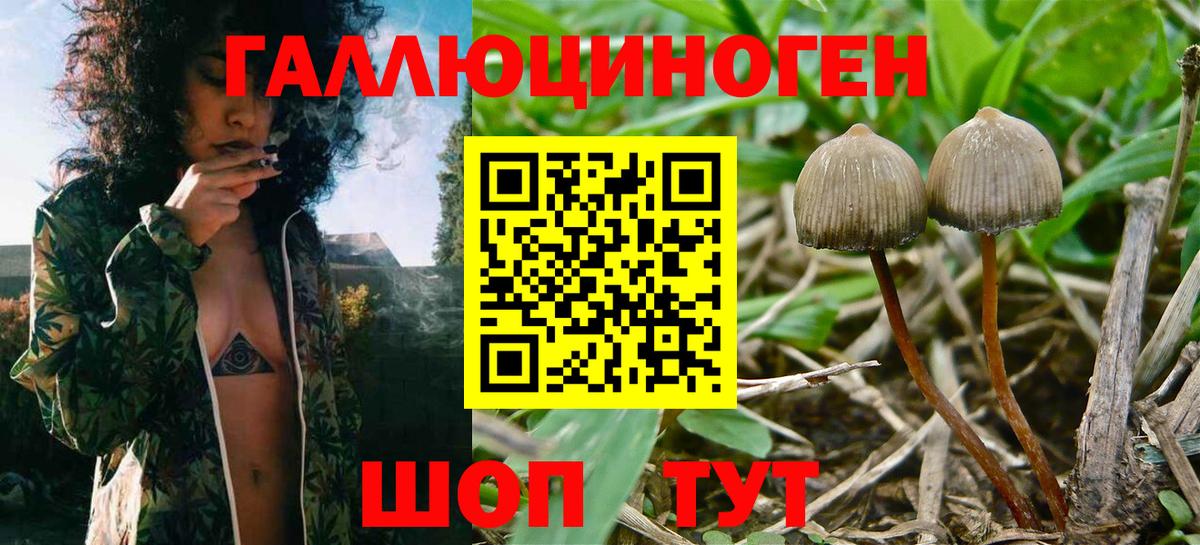 Псилоцибиновые грибы GOLDEN TEACHER Электросталь